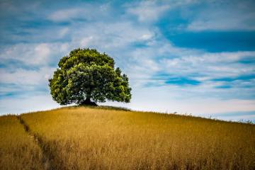 LR010-MhPh211-IMG_2599-160611