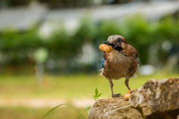 LR007-20180711-IMG_3518-MhPh-180711